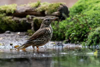 Gemaakt uit vogelhut  in Schaijk (Noord-Brabant) 's morgens om 6:45. 
Vanwege het weinige licht hoge ISO gebruikt.