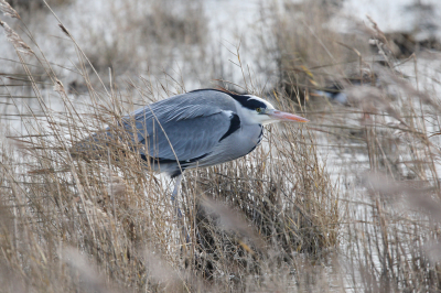 <i class='fa fa-user'></i> Henk Baptist |   Blauwe Reiger  <i class='fa fa-eye'> 275</i>  <i class='fa fa-thumbs-up'> 5</i>   <i class='fa fa-comment-o'> 9</i>