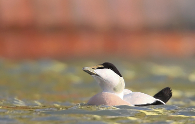 <i class='fa fa-user'></i> Henk Wiebe van der Meulen |   Eider  <i class='fa fa-eye'> 512</i>  <i class='fa fa-thumbs-up'> 24</i>   <i class='fa fa-comment-o'> 13</i>