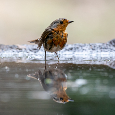 Roodborst in bad. Vanuit vogelhut 's morgens om 08.11 met bewolkte hemel.