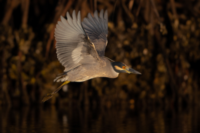 <i class='fa fa-user'></i> Hans Overduin |   Geelkruinkwak  <i class='fa fa-eye'> 236</i>  <i class='fa fa-thumbs-up'> 3</i>   <i class='fa fa-comment-o'> 4</i>