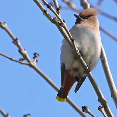 <i class='fa fa-user'></i> Peter Grobben | Pestvogel  <i class='fa fa-eye'> 492</i>   <i class='fa fa-comment-o'> 5</i>