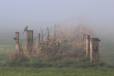 <i class='fa fa-user'></i> kruisje2000 |   Torenvalk  <i class='fa fa-eye'> 330</i>  <i class='fa fa-thumbs-up'> 7</i>   <i class='fa fa-comment-o'> 11</i>