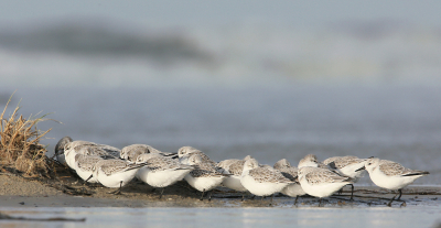 <i class='fa fa-user'></i> Henk Wiebe van der Meulen |   Drieteenstrandloper  <i class='fa fa-eye'> 338</i>  <i class='fa fa-thumbs-up'> 3</i>   <i class='fa fa-comment-o'> 5</i>