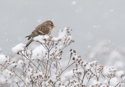 <i class='fa fa-user'></i> loek van de Leur |   Kleine Barmsijs  <i class='fa fa-eye'> 339</i>  <i class='fa fa-thumbs-up'> 4</i>   <i class='fa fa-comment-o'> 10</i>