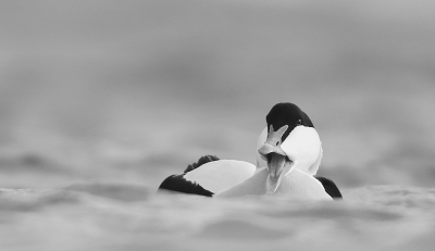 <i class='fa fa-user'></i> Henk Wiebe van der Meulen |   Eider  <i class='fa fa-eye'> 228</i>  <i class='fa fa-thumbs-up'> 8</i>   <i class='fa fa-comment-o'> 21</i>