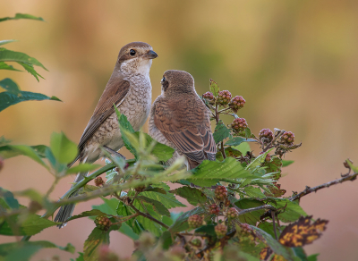 <i class='fa fa-user'></i> Hillebrand Keun |   Grauwe Klauwier  <i class='fa fa-eye'> 317</i>  <i class='fa fa-thumbs-up'> 12</i>   <i class='fa fa-comment-o'> 7</i>