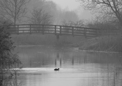 <i class='fa fa-user'></i> sieb |   Meerkoet  <i class='fa fa-eye'> 4655</i>  <i class='fa fa-thumbs-up'> 13</i>   <i class='fa fa-comment-o'> 21</i>