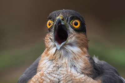 <i class='fa fa-user'></i> Tom |   Sperwer  <i class='fa fa-eye'> 383</i>  <i class='fa fa-thumbs-up'> 11</i>   <i class='fa fa-comment-o'> 5</i>