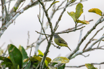 <i class='fa fa-user'></i> Louis56 |   Oranjebandtiran  <i class='fa fa-eye'> 202</i>   <i class='fa fa-comment-o'> 12</i>