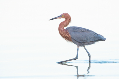 <i class='fa fa-user'></i> Hans Overduin |   Roodhalsreiger  <i class='fa fa-eye'> 331</i>  <i class='fa fa-thumbs-up'> 20</i>   <i class='fa fa-comment-o'> 13</i>