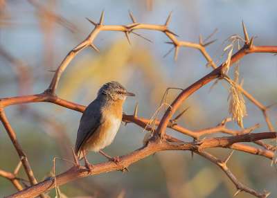 <i class='fa fa-user'></i> Xinram |   Senegalese Krombek  <i class='fa fa-eye'> 215</i>   <i class='fa fa-comment-o'> 2</i>