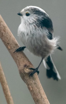 Staartmees in eigen tuin. Er komt steeds vaker een klein groepje langs. Deze bleef even zitten in de boom.