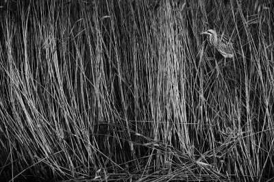 <i class='fa fa-user'></i> thijsglastra |   Roerdomp  <i class='fa fa-eye'> 294</i>  <i class='fa fa-thumbs-up'> 12</i>   <i class='fa fa-comment-o'> 22</i>