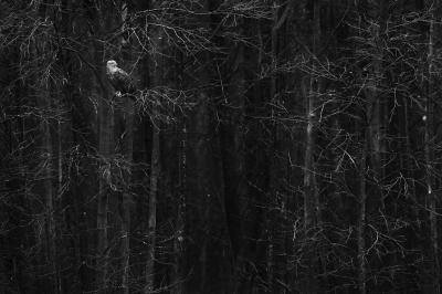 <i class='fa fa-user'></i> thijsglastra |   Zeearend  <i class='fa fa-eye'> 451</i>  <i class='fa fa-thumbs-up'> 8</i>   <i class='fa fa-comment-o'> 13</i>