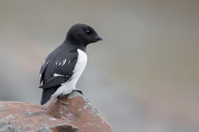 <i class='fa fa-user'></i> Peter Soer |   Kleine Alk  <i class='fa fa-eye'> 398</i>  <i class='fa fa-thumbs-up'> 7</i>   <i class='fa fa-comment-o'> 7</i>