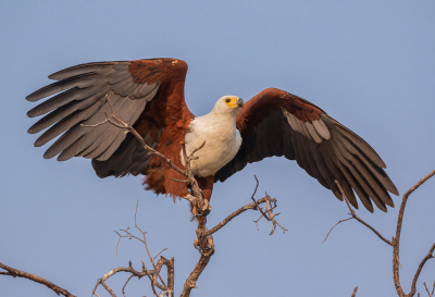De Afrikaanse zeearend was totaal niet schichtig tijdens de boottrips in de okavango delta. Deze nam een mooie pose aan voor de foto waarbij de verschillende kleuren van het verendek duidelijk zichtbaar zijn