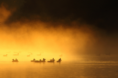 <i class='fa fa-user'></i> dick renes |   Grauwe Gans  <i class='fa fa-eye'> 410</i>  <i class='fa fa-thumbs-up'> 24</i>   <i class='fa fa-comment-o'> 15</i>