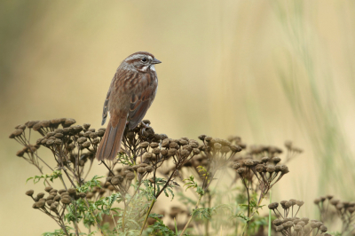 <i class='fa fa-user'></i> Frank Kremer |   Zanggors  <i class='fa fa-eye'> 249</i>  <i class='fa fa-thumbs-up'> 4</i>   <i class='fa fa-comment-o'> 4</i>