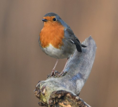test nieuwe camera Nikon D7500, roodborstje poseerde mooi op deze prachtige winterse dag