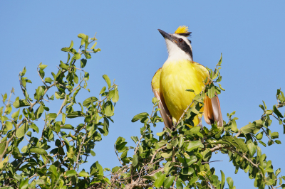 <i class='fa fa-user'></i> Wilfred Marissen |   Grote Kiskadie  <i class='fa fa-eye'> 171</i>   <i class='fa fa-comment-o'> 1</i>