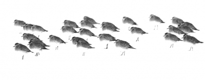 <i class='fa fa-user'></i> Rob_Groosjohan |   Goudplevier  <i class='fa fa-eye'> 353</i>  <i class='fa fa-thumbs-up'> 17</i>   <i class='fa fa-comment-o'> 7</i>