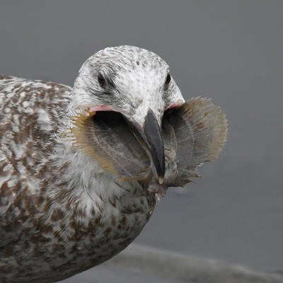 <i class='fa fa-user'></i> Eric Gibcus |   Zilvermeeuw  <i class='fa fa-eye'> 443</i>  <i class='fa fa-thumbs-up'> 7</i>   <i class='fa fa-comment-o'> 8</i>