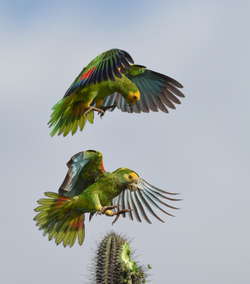 <i class='fa fa-user'></i> Tjballe |   Geelvleugelamazone  <i class='fa fa-eye'> 314</i>  <i class='fa fa-thumbs-up'> 6</i>   <i class='fa fa-comment-o'> 4</i>