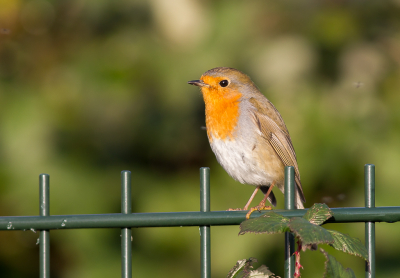 Ik wens iedereen fijne feestdagen, een goede jaarwisseling en een gezond en vogelrijk 2020.