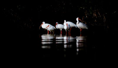 <i class='fa fa-user'></i> Hans Overduin |   Witte Ibis  <i class='fa fa-eye'> 519</i>  <i class='fa fa-thumbs-up'> 27</i>   <i class='fa fa-comment-o'> 11</i>
