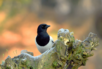 <i class='fa fa-user'></i> henkdikkers |   Ekster  <i class='fa fa-eye'> 230</i>  <i class='fa fa-thumbs-up'> 5</i>   <i class='fa fa-comment-o'> 4</i>