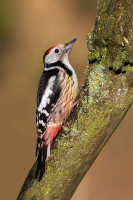 <i class='fa fa-user'></i> Peter Soer |   Middelste Bonte Specht  <i class='fa fa-eye'> 408</i>  <i class='fa fa-thumbs-up'> 9</i>   <i class='fa fa-comment-o'> 6</i>