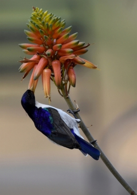 <i class='fa fa-user'></i> merijn54 |   Zwaluwhoningzuiger  <i class='fa fa-eye'> 183</i>   <i class='fa fa-comment-o'> 4</i>