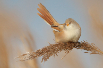 <i class='fa fa-user'></i> anevanrees |   Baardman  <i class='fa fa-eye'> 433</i>  <i class='fa fa-thumbs-up'> 24</i>   <i class='fa fa-comment-o'> 13</i>