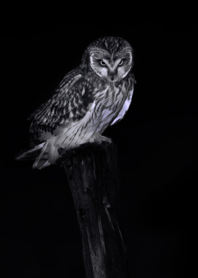 <i class='fa fa-user'></i> Rijn Bcude |   Velduil  <i class='fa fa-eye'> 238</i>  <i class='fa fa-thumbs-up'> 8</i>   <i class='fa fa-comment-o'> 19</i>