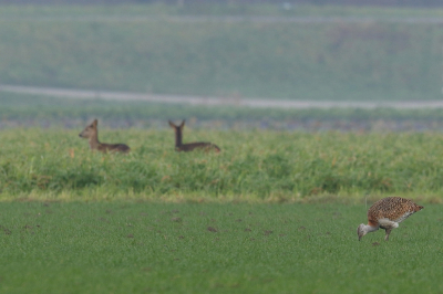 2 reen wat weggedoken in het veld. Eigenlijk had ik een trap moeten hebben om wat hoger te staan.De trap rechts was een Grote maar iets te laag.
Vogel w.s. afkomstig uit de populatie in het oosten van Duitsland. (Gezenderd en geringd)