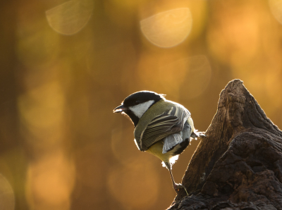 <i class='fa fa-user'></i> Truus Aletta Maan |   Koolmees  <i class='fa fa-eye'> 219</i>   <i class='fa fa-comment-o'> 5</i>