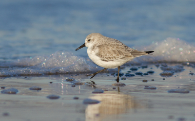 De aanwezigheid van een zandbank zorgde ervoor dat ik ongestoord aan de slag kon met deze Drieteenstrandloper. Wie wil er nou natte sokken halen voor een vogelfotootje. Nou, ik zei de gek. Opvallend vond ik dat ie helemaal alleen was.