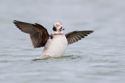 <i class='fa fa-user'></i> Peter Soer |   IJseend  <i class='fa fa-eye'> 340</i>   <i class='fa fa-comment-o'> 1</i>