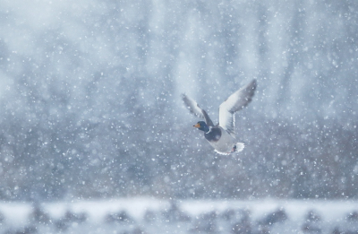 <i class='fa fa-user'></i> dick renes |   Wilde Eend  <i class='fa fa-eye'> 267</i>  <i class='fa fa-thumbs-up'> 3</i>   <i class='fa fa-comment-o'> 7</i>