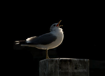 <i class='fa fa-user'></i> Truus Aletta Maan |   Stormmeeuw  <i class='fa fa-eye'> 278</i>  <i class='fa fa-thumbs-up'> 6</i>   <i class='fa fa-comment-o'> 15</i>