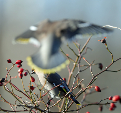 <i class='fa fa-user'></i> c.dekker | Pestvogel  <i class='fa fa-eye'> 140</i>   <i class='fa fa-comment-o'> 2</i>
