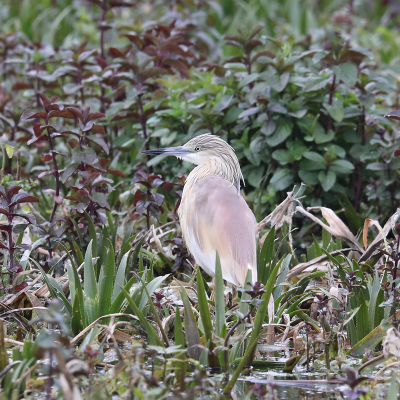 <i class='fa fa-user'></i> Henk Baptist |   Ralreiger  <i class='fa fa-eye'> 236</i>  <i class='fa fa-thumbs-up'> 1</i>   <i class='fa fa-comment-o'> 3</i>