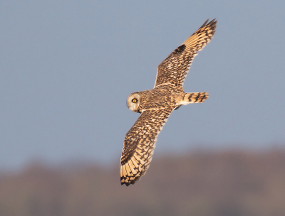 <i class='fa fa-user'></i> Celly |   Velduil  <i class='fa fa-eye'> 475</i>  <i class='fa fa-thumbs-up'> 13</i>   <i class='fa fa-comment-o'> 12</i>