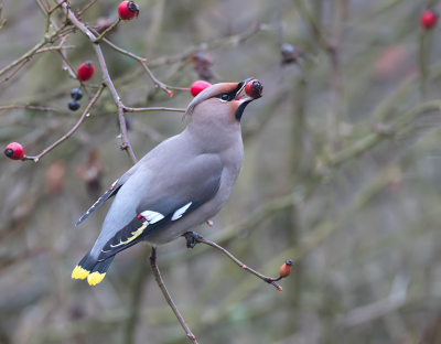 <i class='fa fa-user'></i> Alfred Berkhof |   Pestvogel  <i class='fa fa-eye'> 341</i>  <i class='fa fa-thumbs-up'> 6</i>   <i class='fa fa-comment-o'> 10</i>