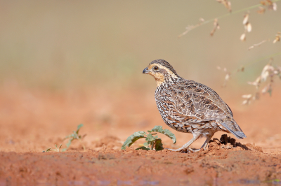 <i class='fa fa-user'></i> Wilfred Marissen |   Bobwhite  <i class='fa fa-eye'> 266</i>  <i class='fa fa-thumbs-up'> 14</i>   <i class='fa fa-comment-o'> 9</i>