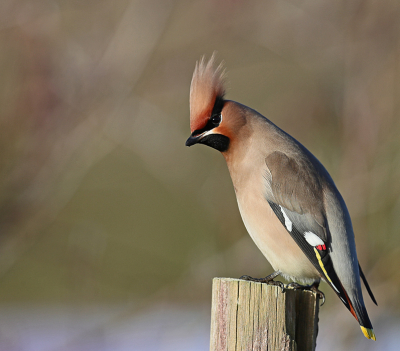 ook ik ben even naar de pestvogels in groningen geweest.
deze vond ik wel leuk want zo vaak zie ik ze niet op een paaltje zitten.
Als u wilt weten waarom ze pestvogels heten kijk ook eens in het album diversen ;-)