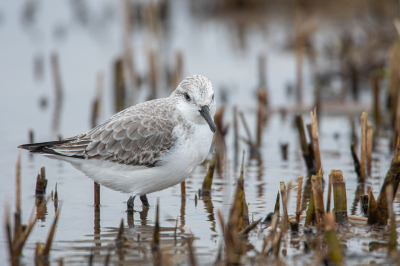 Terwijl ik gisteren in het infiltratiegebied de wilde Zwanen aan het fotograferen was, zag ik vanuit mijn ooghoek aan de rand van het water wat bewegen. En dat was deze drieteen, mijn lievelingsvogel :-) Doodstil zittend, camera voor mijn oog, kwam hij steeds dichterbij, genieten!