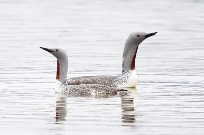 <i class='fa fa-user'></i> Peter Soer |   Roodkeelduiker  <i class='fa fa-eye'> 437</i>  <i class='fa fa-thumbs-up'> 8</i>   <i class='fa fa-comment-o'> 5</i>