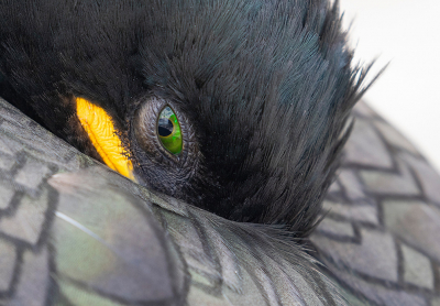 <i class='fa fa-user'></i> Celly |   Kuifaalscholver  <i class='fa fa-eye'> 419</i>  <i class='fa fa-thumbs-up'> 26</i>   <i class='fa fa-comment-o'> 20</i>